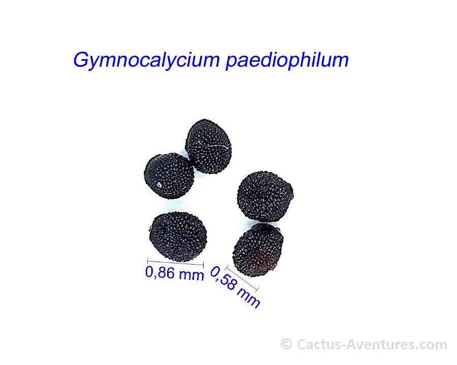 Gymnocalycium paediophilum 1